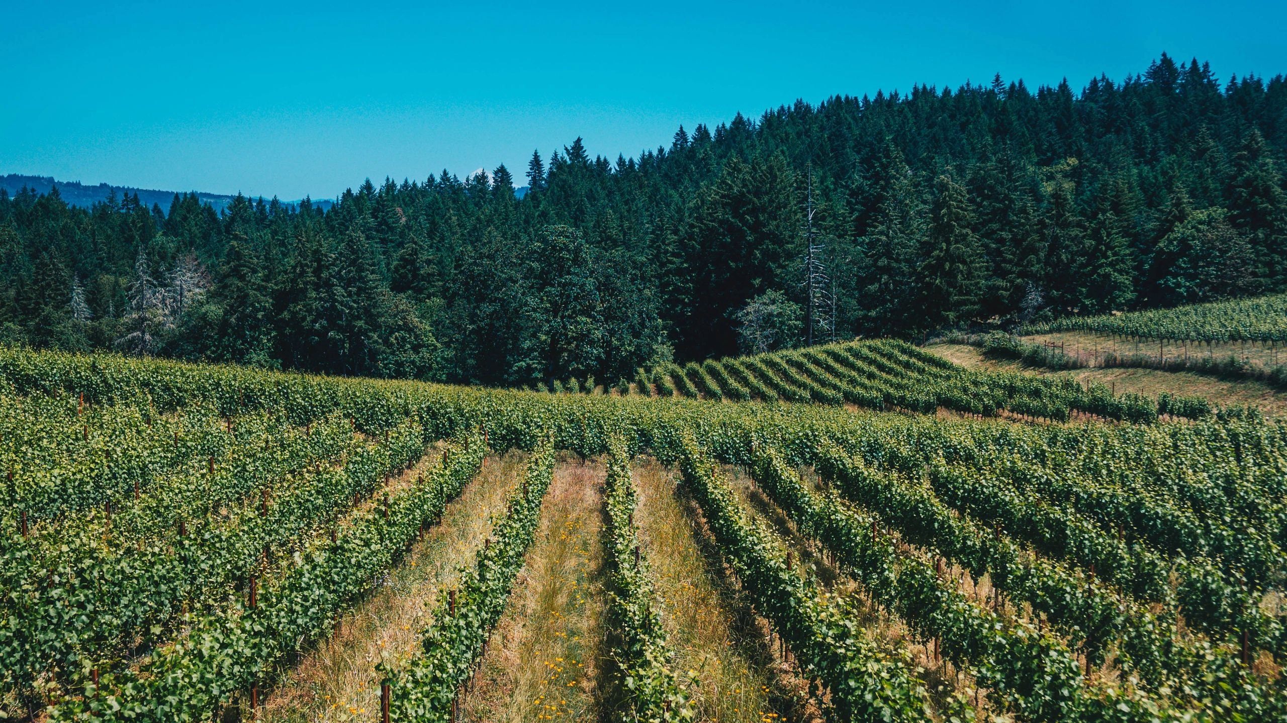 Willamette Valley Tours